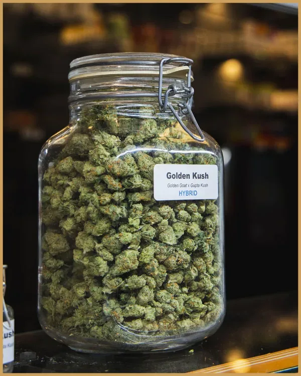A jar of Golden Kush flower on the Denver Kush Club counter.