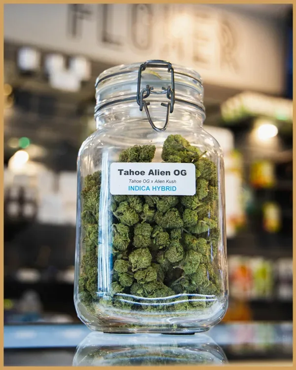 A jar of Tahoe Alien OG on the Denver Kush Club counter.